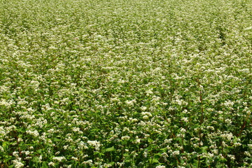 Blossom of buckwheat in full blossoming during summer. Ripe will be harvested in October.