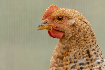 Detailed brown chicken head in close up, clearly visible facial detailed eyes and feathers