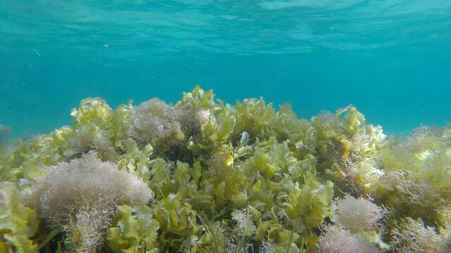 Shallow water covered with algae, blue water surface in the background. Brown algae (Sargassum sp.), Eelgrass (Zostera) and Red algae (Liagora viscida)