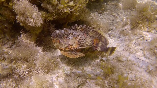 Stonefish slowly swim above sandy seabed among the algae in the sunrays. Reef Stonefish (Synanceia verrucosa). Slow motion