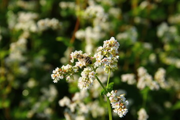 Small bee gathering pollen from a buckwheat.