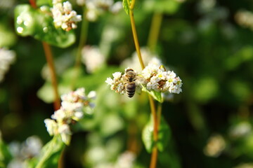 Small bee gathering pollen from a buckwheat.