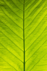 Close-up photo of large golden teak leaf pattern texture background.