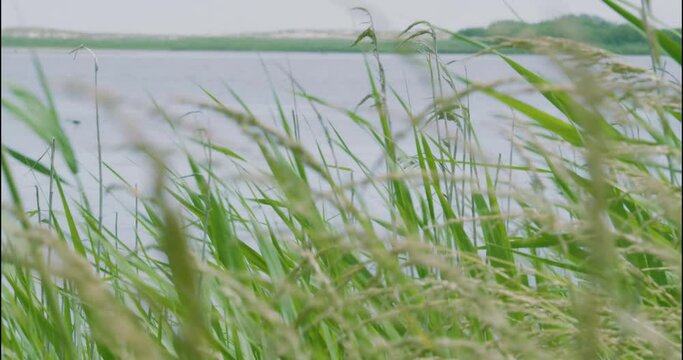 Tall grass grows wild along the muddy flat banks of a river delta and stream estuary surrounded by marsh swamp and farmland in rural americas wild lands