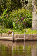 Un canard va plonger dans l´eau du marais. Il se tient sur le bord .