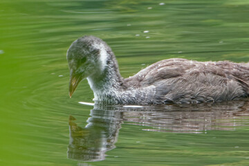 Eurasian coot (Fulica atra), is a member of the rail and crake bird family.