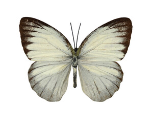 Beautiful butterfly Cepora Nerissa on a white background.