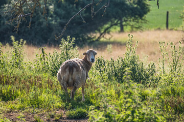 Kleine Schafherde auf der Weide