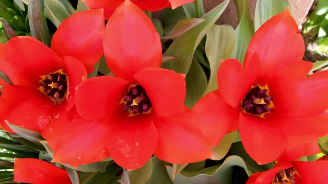 Close-up of the flower Tulipa gesneriana with an intense red color, common name garden tulip