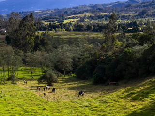 Landscape of the highlands of the central Andean mountains of Colombia with some cows grazing in a field near the town of Arcabuco in the department of Boyaca.