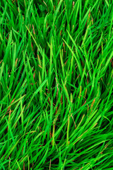 background of green grass with oblong leaves frame vertical orientation