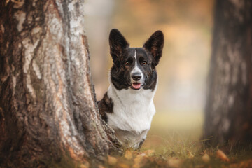 Portrait of a brindle welsh corgi cardigan among trees and fallen leaves against the background of a bright autumn landscape