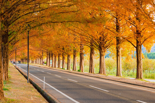 秋イメージ　メタセコイア並木