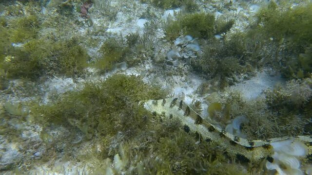 Snowflake moray or Starry moray ell (Echidna nebulosa) swims above seabed covered with Peacock's tail (Padina pavonica), Brown algae (Sargassum sp.) and Red algae (Liagora viscida)