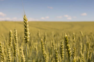 grain stalk in front and blurred grain field in background
