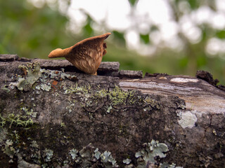 Macro photography of a very odd mushroom growing on a log, captured in a field near the town of Arcabuco in the central Andean mountains of Colombia.