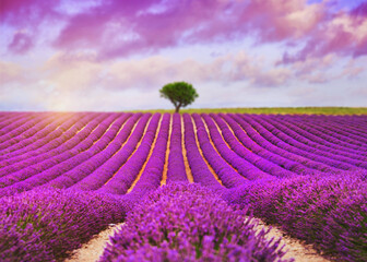 Naklejka na ściany i meble Lavender field - Valensole, France