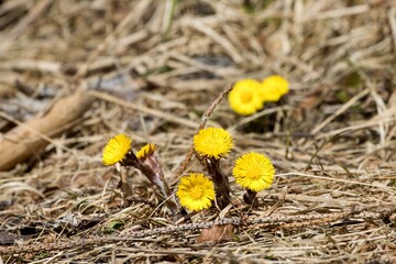 A group of coltsfoot flowers growing out of dry needles. Detail. Spring.