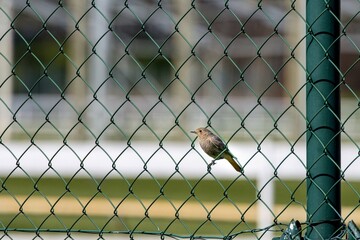 Tiny bird (black redstart - Phoenicurus ochruros) in the mesh of a green fence.