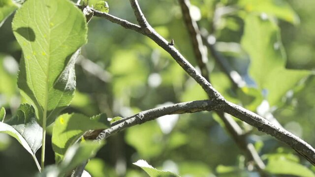 Soft tree branch of new growing leaves are targeted by periodical cicadas which turn the xylem sap into honeydew, which they excrete like pee when startled and fly away
