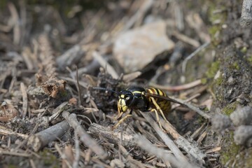 Wasp moving on needles. Macro. High resolution.