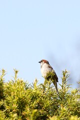Sparrow sitting on top of a bush. Bright spring day.