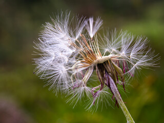 Macro photography of a dandelion seeds head with few parachutes left, captured at a fied near the town of Arcabuco, in the central Andean mountains of Colombia.
