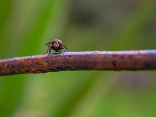 Macro photography of a house fly standing on a rusted rod, captured at a garden near the colonial town of Villa de Leyva, in the central Andean mountains of Colombia.