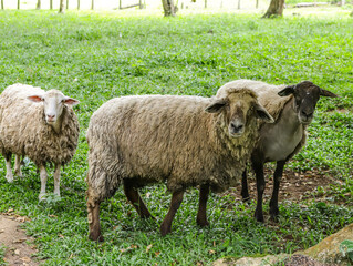 Sheep with different coats amidst nature

