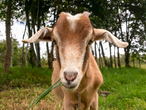 Close-up photography of a brown goat grazing in a farm near the town of Arcabuco, in the central Andean mountains of Colombia.