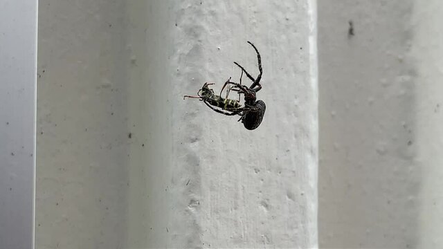 Spider spinning wasp in web