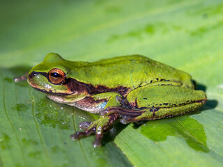 Macro photography of a green dotted treefrog standing on a leaf, captured at a garden near the town of Arcabuco, in the central Andes of Colombia.