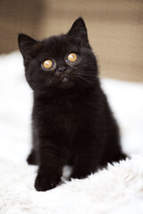 Britisch Kurzhaar Kitten Katzenbay in black imposant und edel Panther