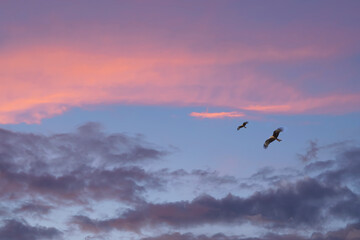 Dark and glowing red clouds clouds on a blue sky at sunset.Dark red cloud landscape with flying birds. The beauty of nature, panorama