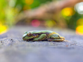 Macro photography of a green dotted treefrog standing on a plank, captured at a garden near the...