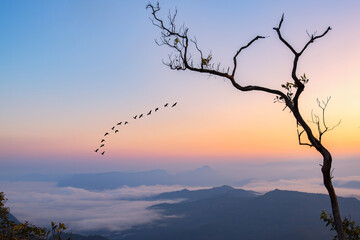 sunrise on the mountain with a flock of birds