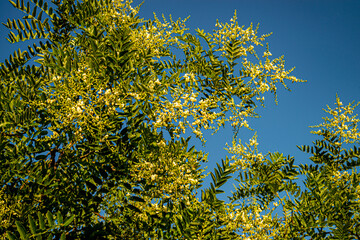 Акация цветущая