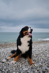 Signature breed smile of Mountain Dog. Swiss cattle shepherd on vacation. Bernese Mountain Dog sits on pebbly shore of Black Sea and enjoys life with its tongue sticking out.