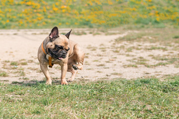 The French bulldog itches. Outdoor