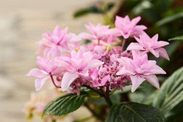 Closeup of pink flowers of hydrangea macrophylla, also  known as bigleaf, French or mophead...