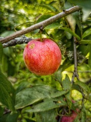A glimpse of Plum of Mukteshwar(Uttarakhand)
