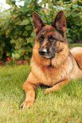 Portrait of a German shepherd in a garden. Purebred dog lying on the grass in the yard.