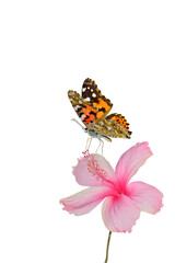 Fototapeta na wymiar Painted lady, most beautiful red to orange camouflage butterfly touching pink hibiscus flower