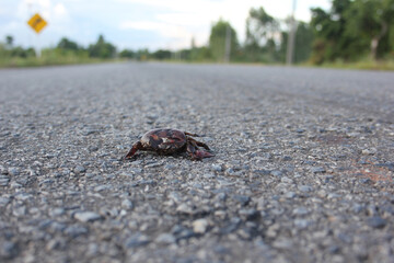 Remains of dead crab on cement road texture.