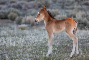 Fototapeta na wymiar Wild Horse Foal in the Utah Desert