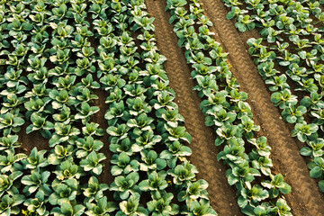 Fresh cabbage from farm field. View of green cabbages plants. Organic farming.