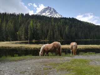 Am Grünsee/Schwarzsee bei Nauders