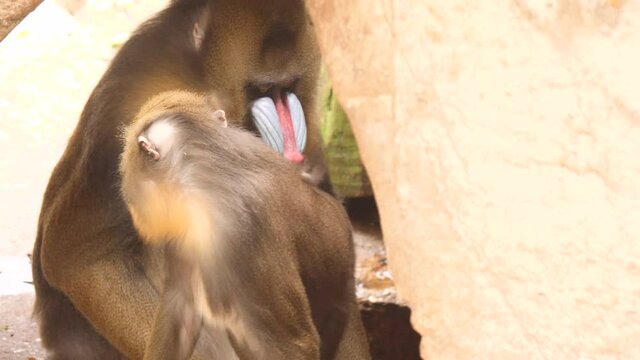 Mandril mating ritual: female offers behind to male for evaluation. 