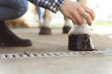 Hands of a girl painting horse hoof. Light brown horses hooves being painted by its owner. Taking...