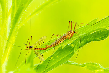 Nephrotoma appendiculata, spotted cranefly,